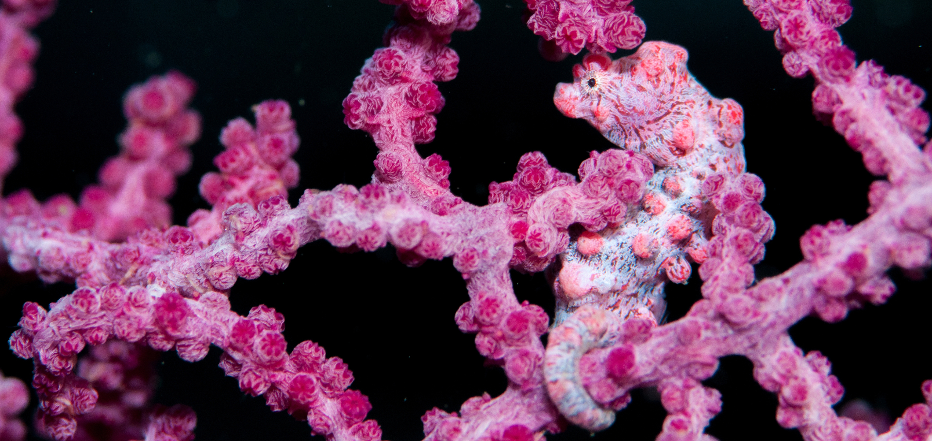 Hippocampus bargibanti pink pygmy seahorse