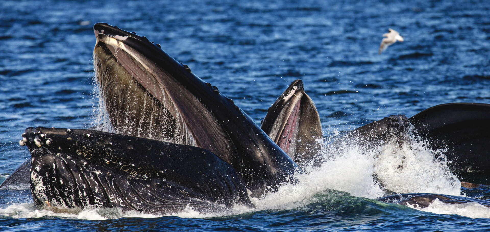 Humpback whales feeding