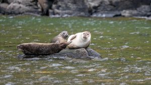 Harbor seals find solace on the shallow rocks along the southeastern shoreline, with up to two dozen seals occasionally seen resting.