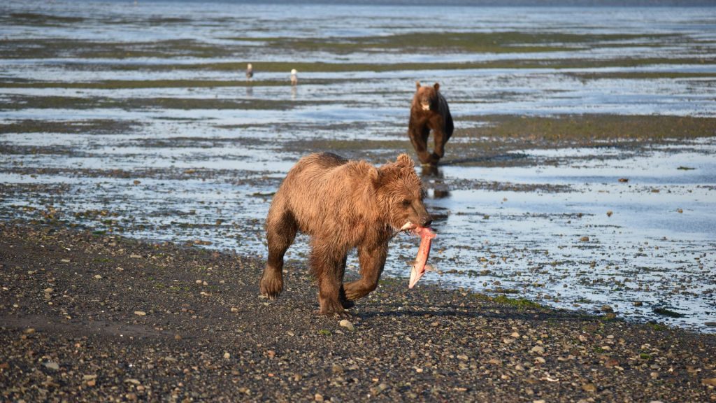 Bear carrying salmon in Lake Clark National Park Alaska