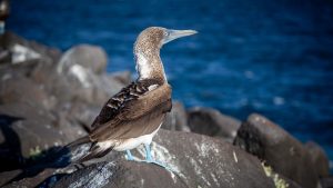 Blue-footed booby in the Galapagos