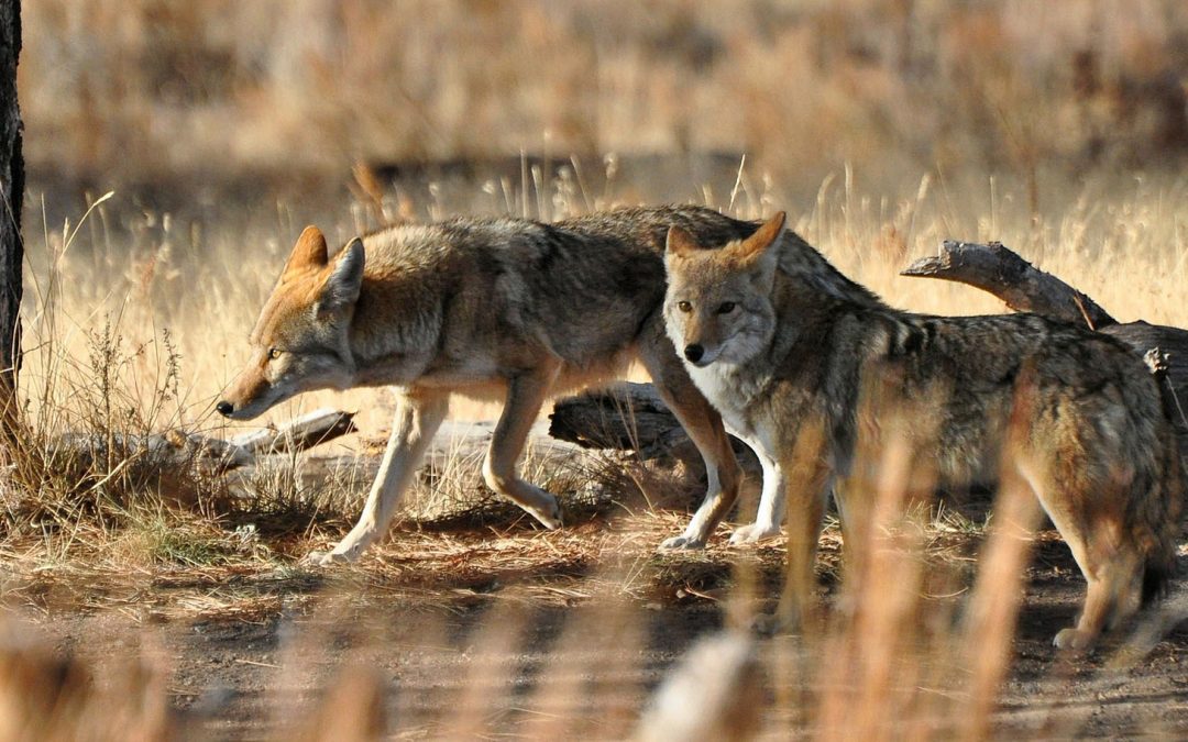 It’s Complicated: Cities, Coyotes and California Birds