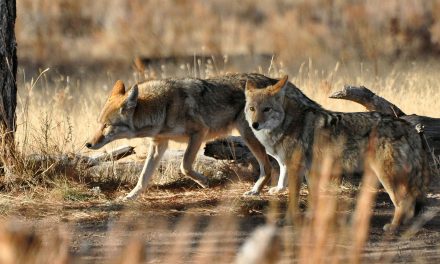 It’s Complicated: Cities, Coyotes and California Birds