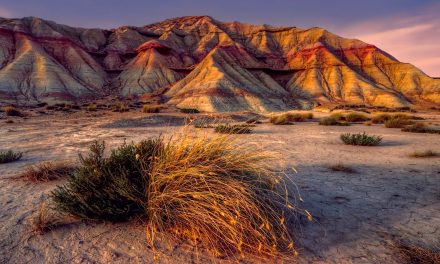 Nine Nature-Inspired Fixes for Environmental Needs