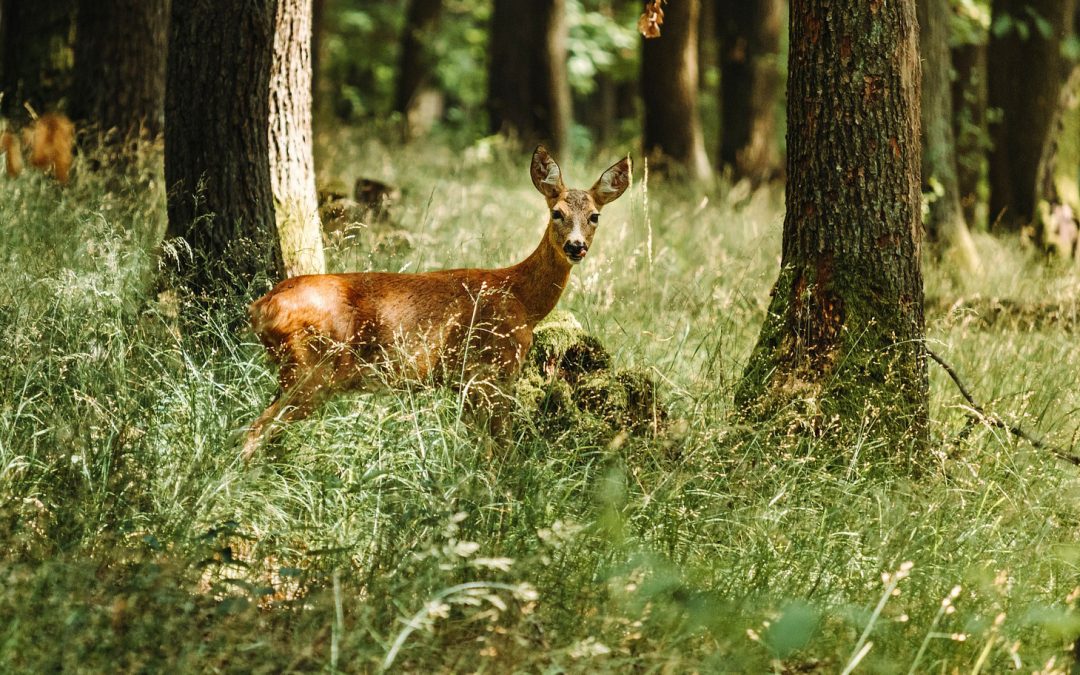 Want to Fight Climate Change? Don’t Poach Wildlife.