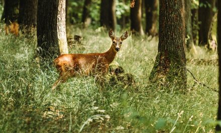 Want to Fight Climate Change? Don’t Poach Wildlife.