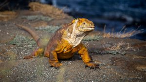 Iguana in Galapagos