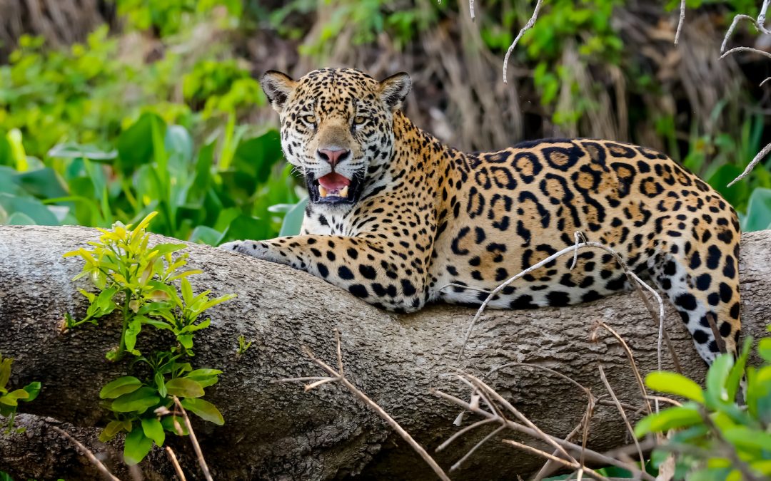 The Jaguar ID Project: A New Chapter in Protecting Brazil’s Biggest Cat