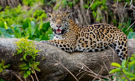 The Jaguar ID Project: A New Chapter in Protecting Brazil’s Biggest Cat