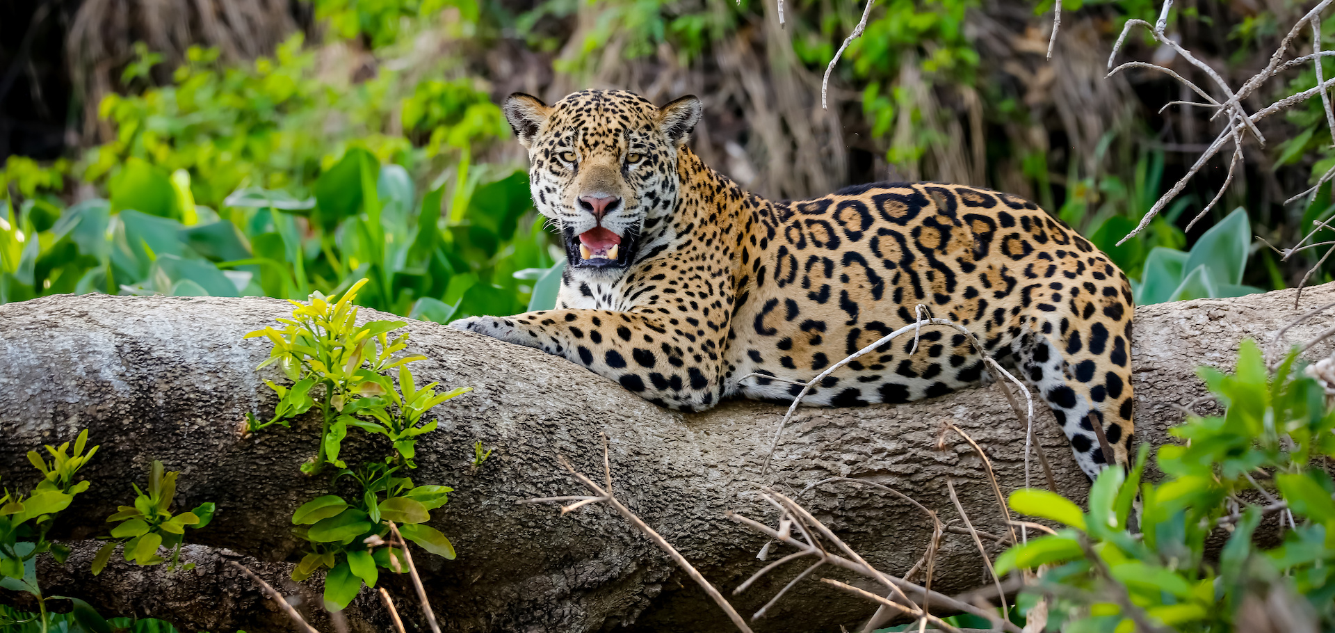 Jaguar on tree in Brazil's Pantanal
