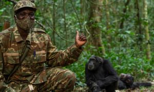 Wildlife ranger poses next to chimpanzees in Uganda