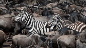 zebra in a herd of wildebeest Africa