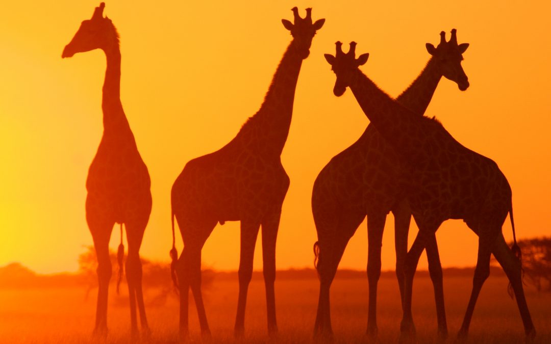 Top 5 Places to Spot Giraffes in Their Natural Habitat