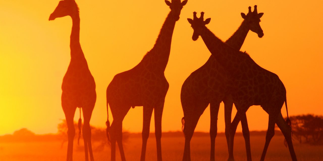 Top 5 Places to Spot Giraffes in Their Natural Habitat