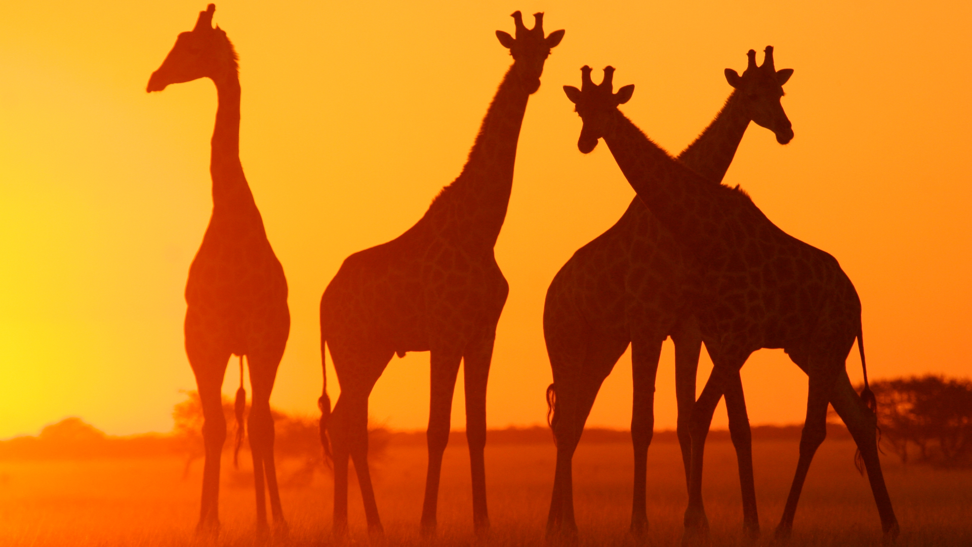Giraffes silhouette at sunset