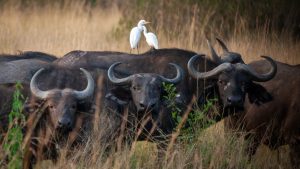 Egrets and water buffalo