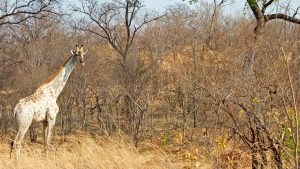 giraffe with partial loss of pigmentation