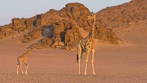 Giraffe mother and baby in Namib desertNamibia