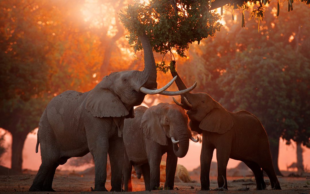 Four Reasons to Visit Zimbabwe: Iconic Landscapes, Rich Wildlife, Resilient People and Conservation