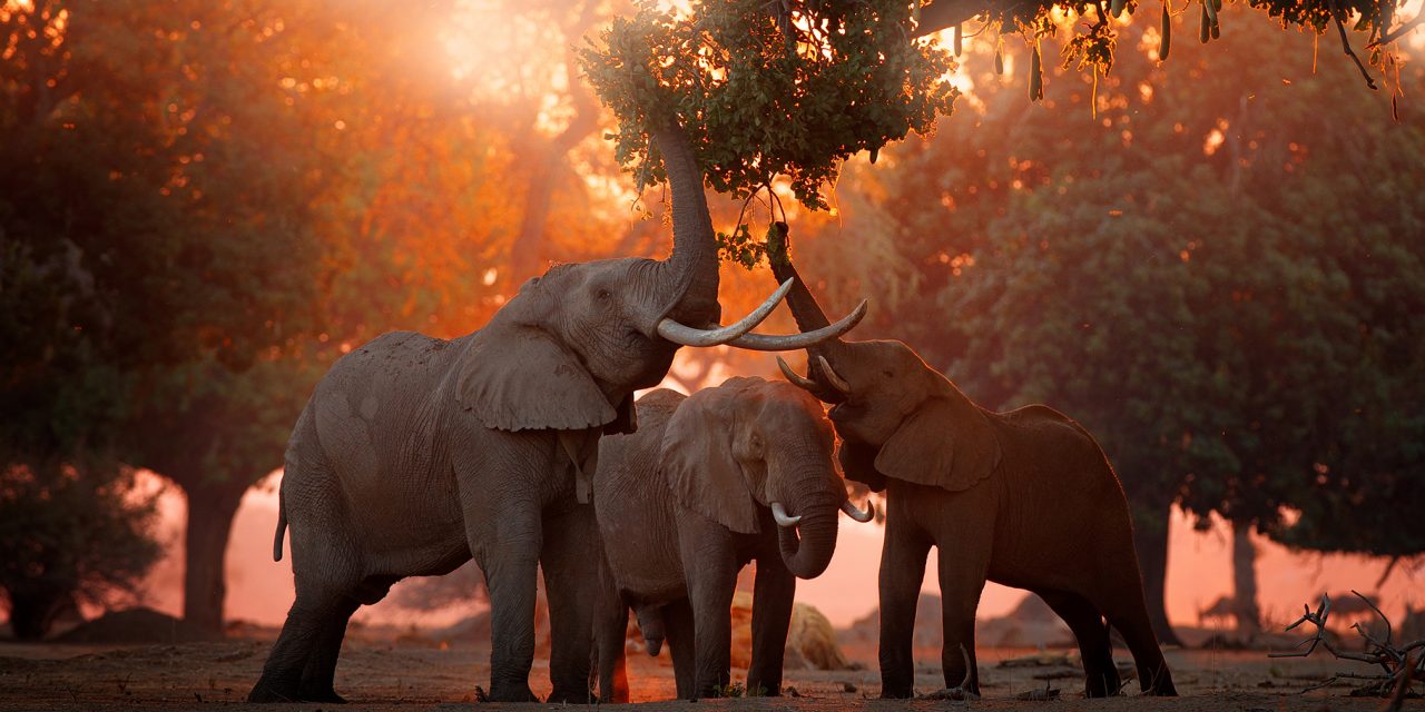 Four Reasons to Visit Zimbabwe: Iconic Landscapes, Rich Wildlife, Resilient People and Conservation