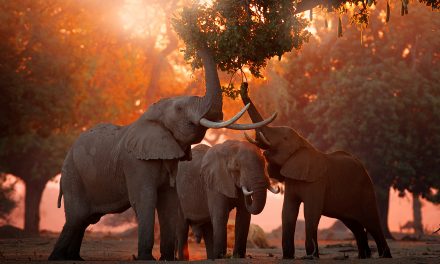 Four Reasons to Visit Zimbabwe: Iconic Landscapes, Rich Wildlife, Resilient People and Conservation