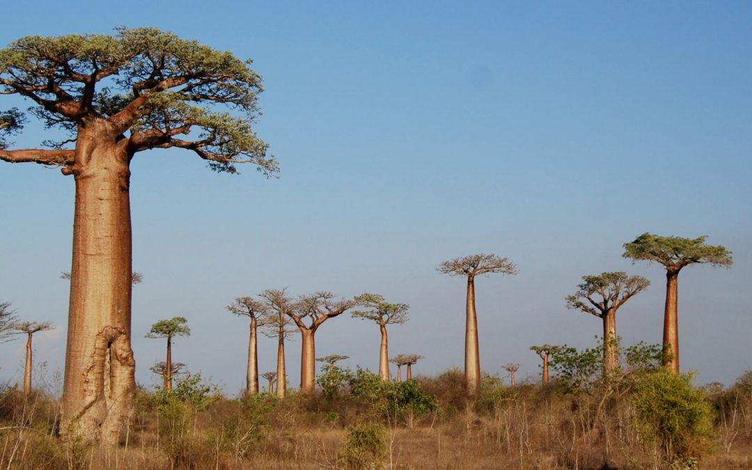 The Baobab Tree: An African Icon and Longtime Legend