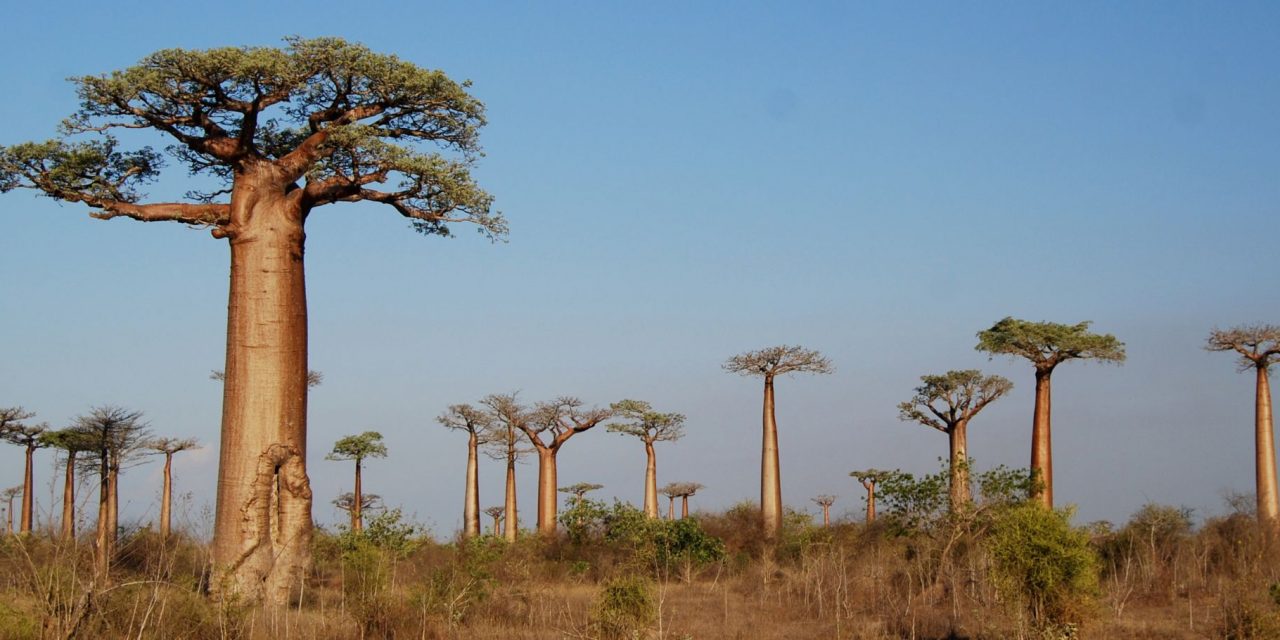 The Baobab Tree: An African Icon and Longtime Legend