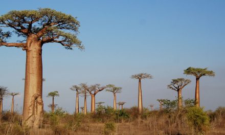 The Baobab Tree: An African Icon and Longtime Legend