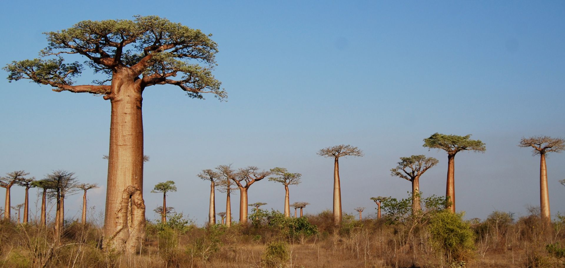 Baobab trees in Madagascar