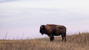 Bison