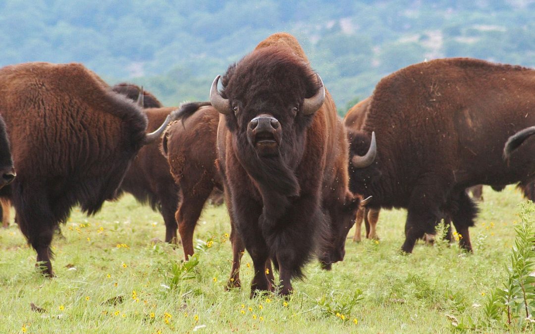 American Bison: Their Ecological, Economic and Emotional Impacts