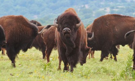American Bison: Their Ecological, Economic and Emotional Impacts