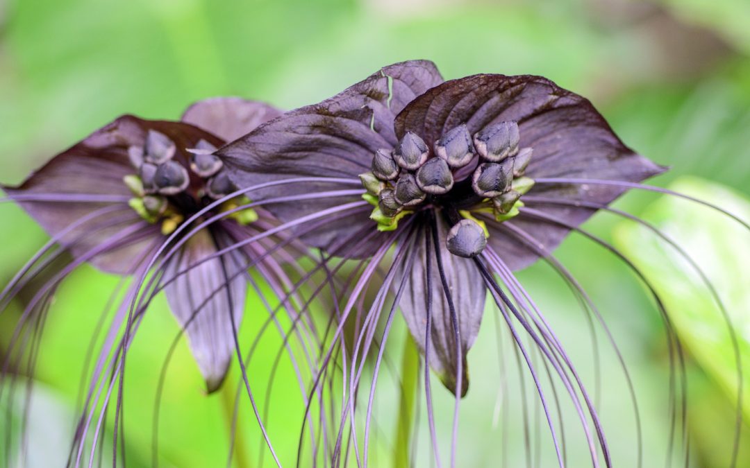Eight Spooky Plants to Admire From Afar (Very Far!)