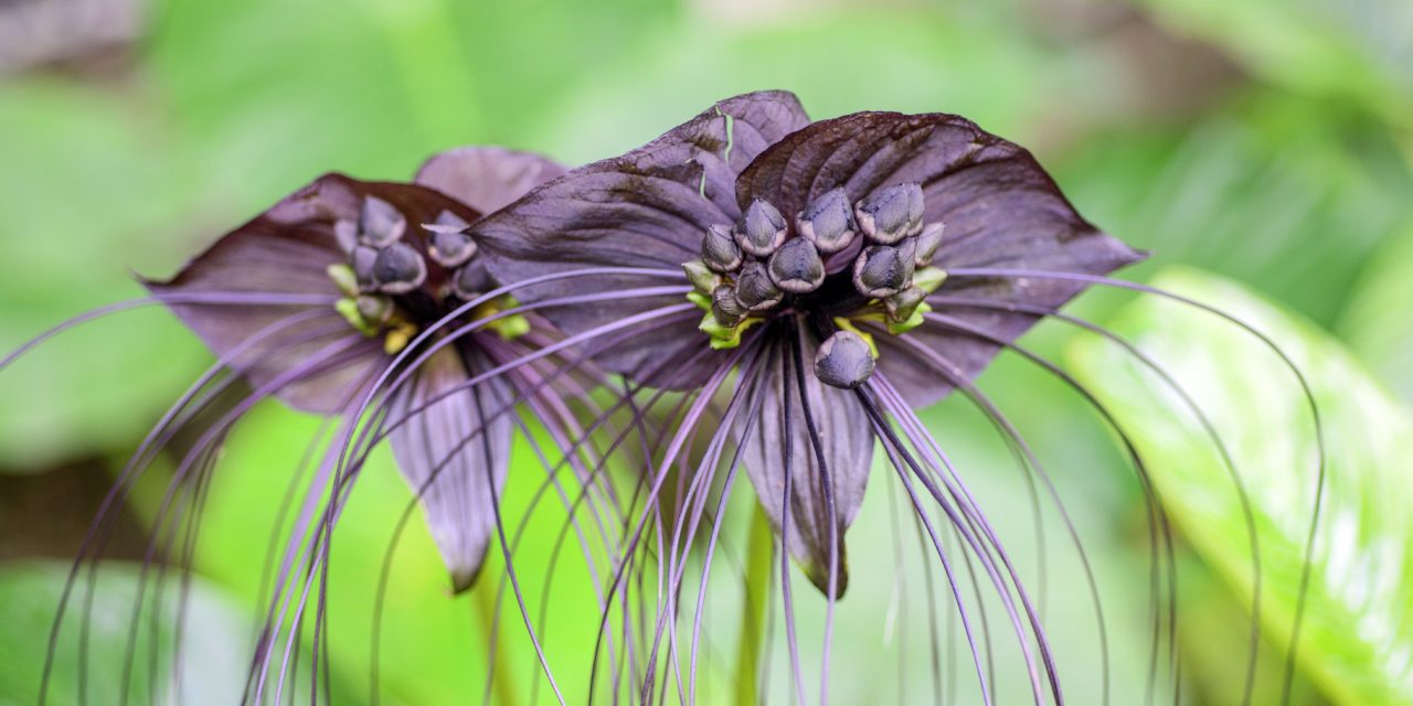 Eight Spooky Plants to Admire From Afar (Very Far!)