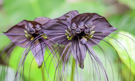 Eight Spooky Plants to Admire From Afar (Very Far!)
