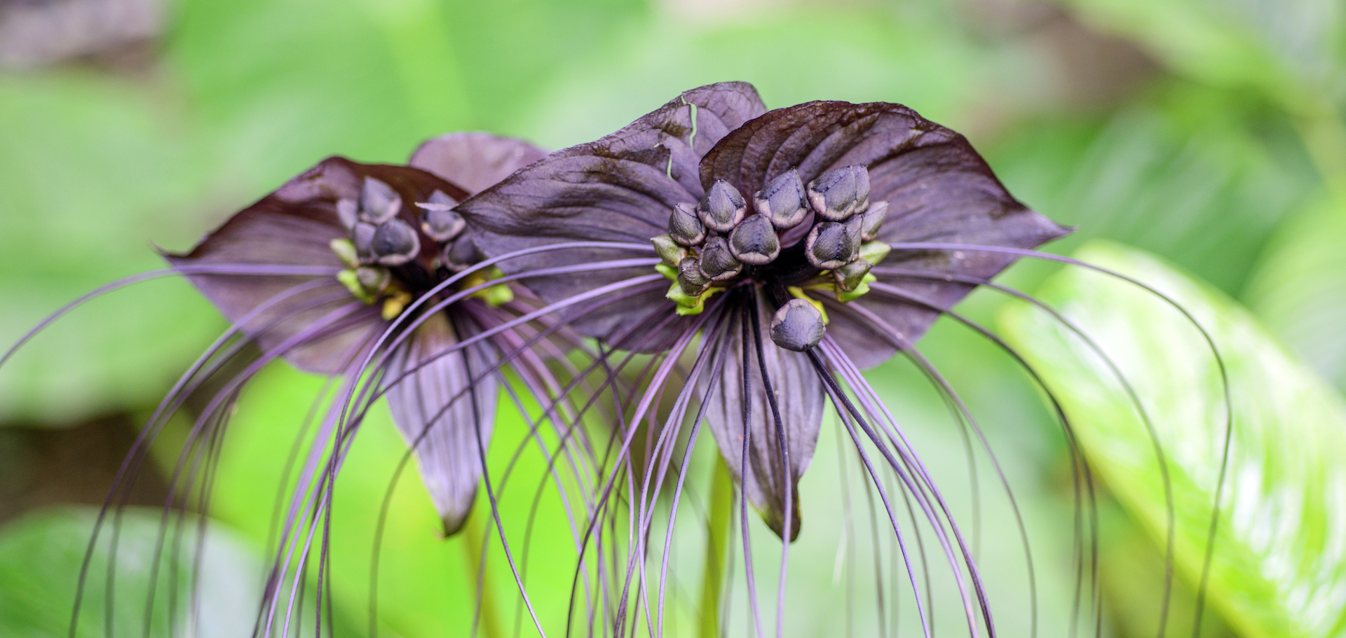 Black bat flower