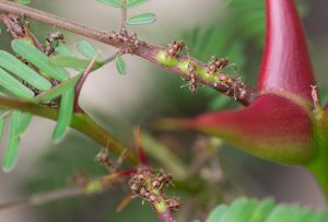 Bullhorn acacia tree branch and resident ants in western Panama.