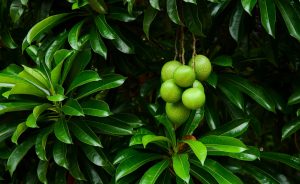 Cerbera odollam tree and fruit