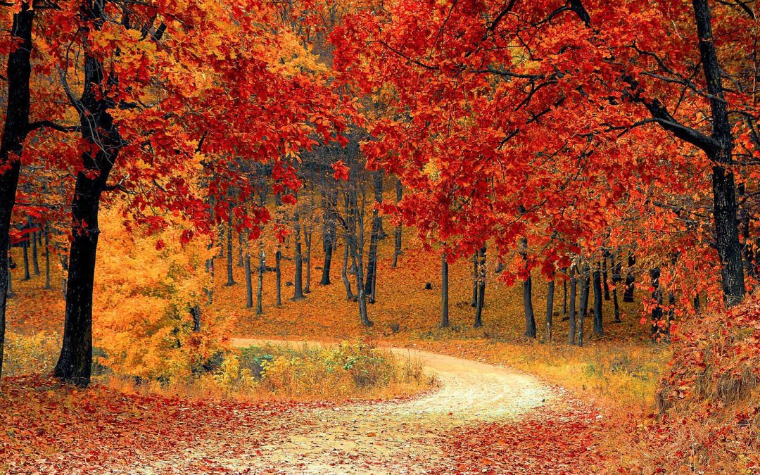 Nature’s Fall Clocks: Daylight, Circadian and Leaf Color