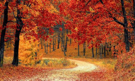 Nature’s Fall Clocks: Daylight, Circadian and Leaf Color