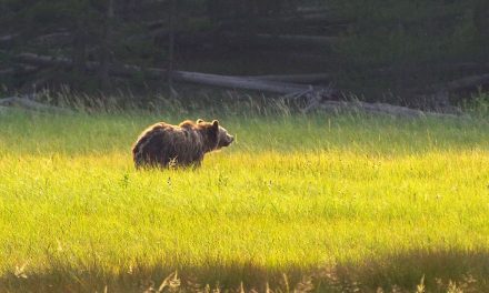 The Endangered Species Act’s 50th Birthday: Doing Even More