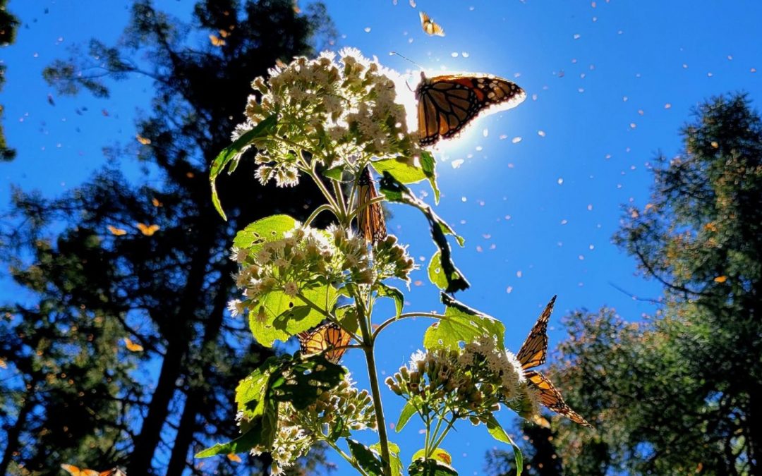 You Give Me Butterflies: A Love Letter to Our WWF Donors