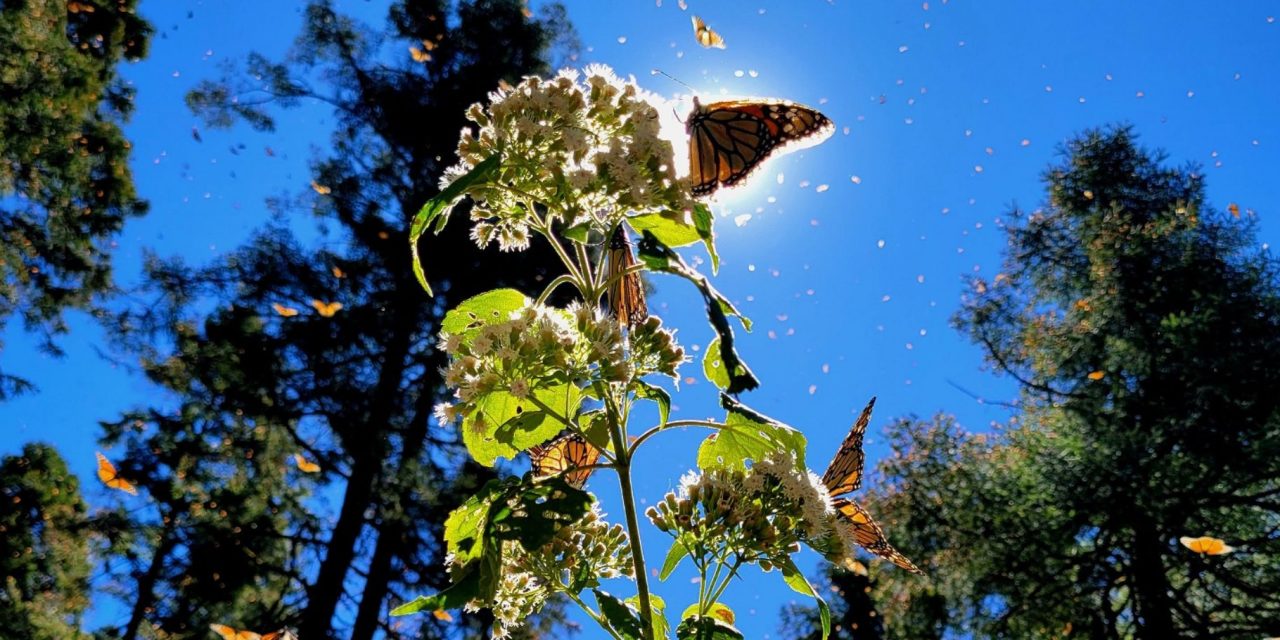 You Give Me Butterflies: A Love Letter to Our WWF Donors