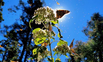 You Give Me Butterflies: A Love Letter to Our WWF Donors