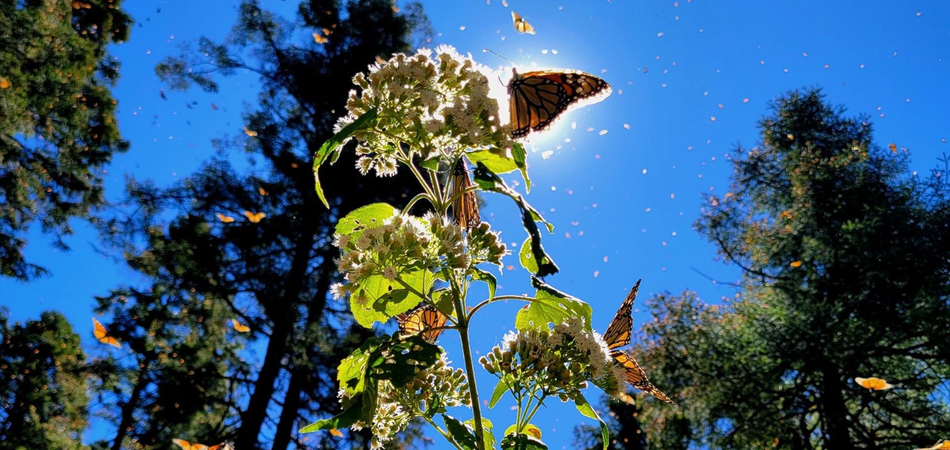 Monarch butterflies on flower in Mexico