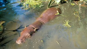 Hexaprotodon liberiensis, Pygmy hippopotamus. Vulnerable species  Dist. West Africa.