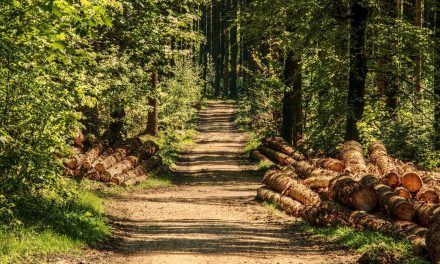 Making Biodegradable Plastics Out of Bugs
