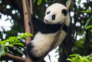 panda bear in a tree in china