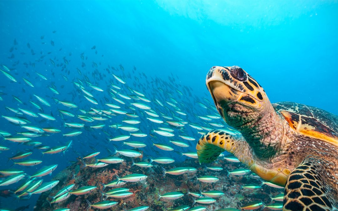 Protecting Sea Turtles from Plastic Pollution (Plus 6 Plastic Free Tips for Traveling)