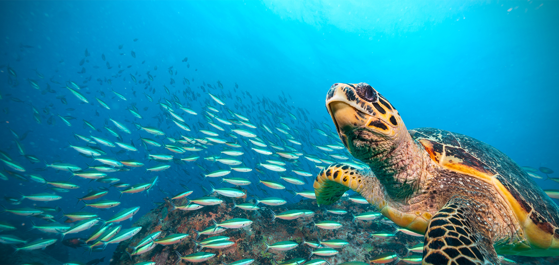 sea turtle swimming in ocean with fish plastic pollution ocean conservation save the turtles